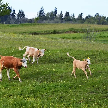 Chaty Antonia Semesterbostad Hriňová