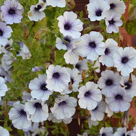 Chaty Antonia Semesterbostad