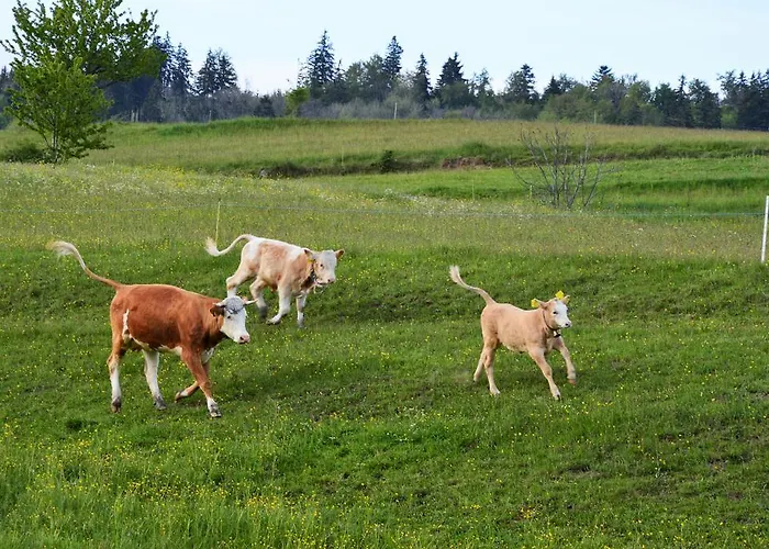 Chaty Antonia Ferienhaus Hriňová